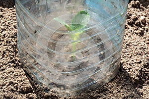 the sprout is covered with a plastic bottle. a small greenhouse made of a plastic bottle.