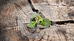 Sprout from a crack in the trunk of a cut tree