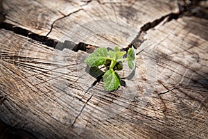 Sprout from a crack in the trunk of a cut tree