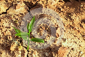 Sprout on cracked ground