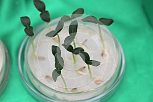 Sprout cucumber seeds in a petrie dish