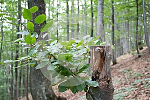 sprout on a cut tree