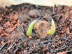 Sprout of dieffenbachia on home garden soil