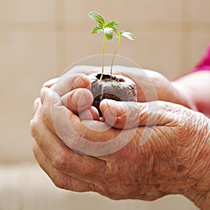 Sprout in the elderly hands photo