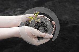 Sprout in female hands close up on a background of the black earth. World soil day concept. Human hands holding seed tree with