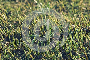 Sprout of first spring flower