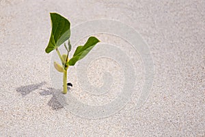 A sprout germinating in the sand, the only green plant