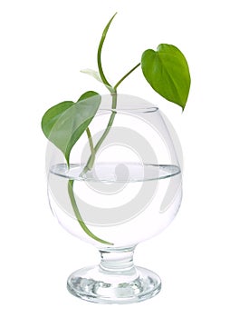 A sprout in glass
