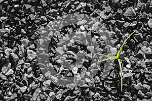 Sprout of grass on small gravel stone