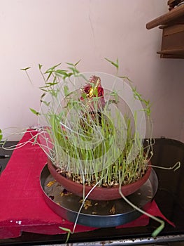 sprout green grass in earthern pot