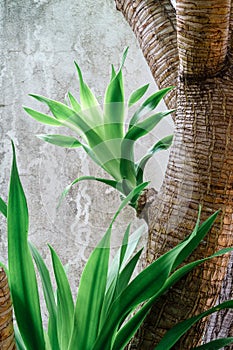 Sprout of Green leaves dracaena loureiri gagnep suitable for bac