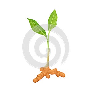 Sprout With Green Leaves And Rout Of Asian Curcuma Plant Vector Illustration photo