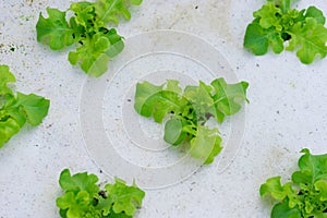 Sprout green oak Lettuce hydroponic