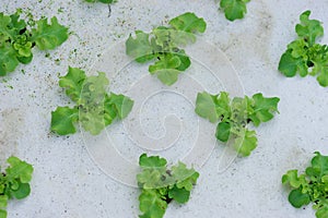 Sprout green oak Lettuce hydroponic