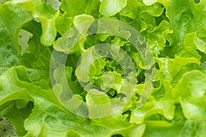 Sprout green oak Lettuce hydroponic