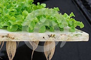 Sprout green oak Lettuce hydroponic