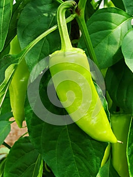 Sprout of the green pepper growing in a kitchen garden. Bulgarian pepper paprika. Green hot habanero chilli pepper