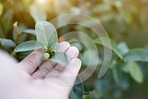 Sprout of green tea in hand, famer pick leaves of green tea photo