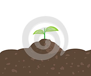 Sprout in the Ground