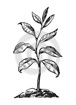 Sprout in ground sketch. Leafy plant or young tree growing from the soil isolated. Nature concept vector illustration