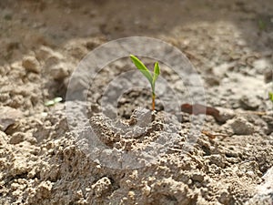 Sprout growing from ground in the warm spring