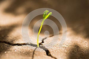 La clave creciente afuera de concreto 