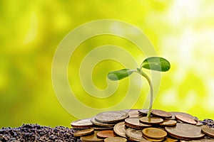 Sprout growing from soil with money coins on blurred green natural background