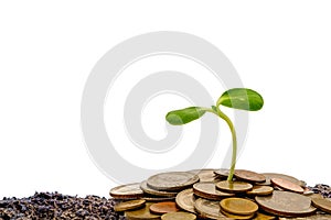 Sprout growing from soil with money coins on white background