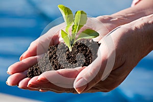 Sprout in hands