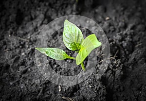 The sprout has broken through