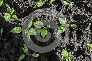 The sprout has broken through