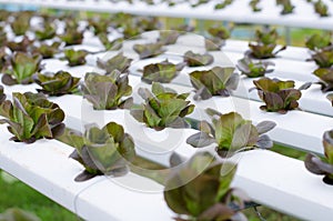 Sprout hydroponic vegetables growing in greenhouse