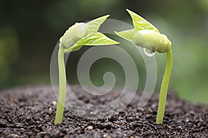 Sprout of kidney beans