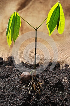 Sprout with leaf of rubber seed