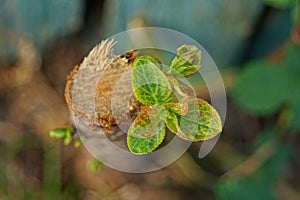 sprout with leaves on a cut tree branch