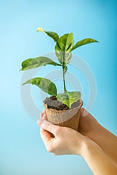 Sprout of new green tree in soil in human hands on blue background. Concept of environmental protection. Earth day