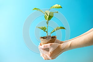 Sprout of new green tree in soil in human hands on blue background. Concept of environmental protection. Earth day