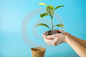 Sprout of new green tree in soil in human hands on blue background. Concept of environmental protection. Earth day