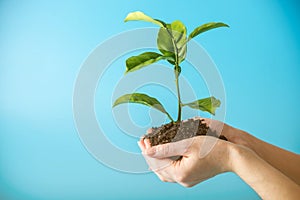 Sprout of new green tree in soil in human hands on blue background. Concept of environmental protection. Earth day