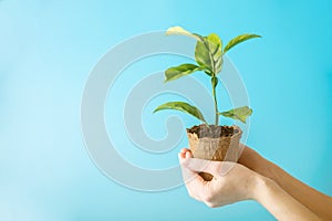 Sprout of new green tree in soil in human hands on blue background. Concept of environmental protection. Earth day