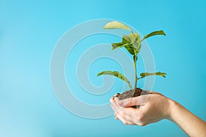 Sprout of new green tree in soil in human hands on blue background. Concept of environmental protection. Earth day