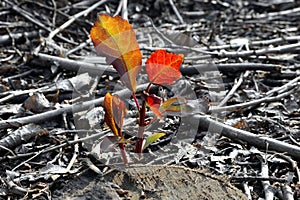 Sprout new leaves