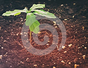 Sprout of oak from an acorn.