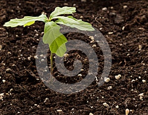 Sprout of oak from an acorn.