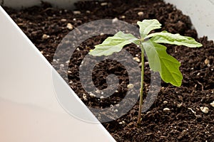 Sprout of oak from an acorn.