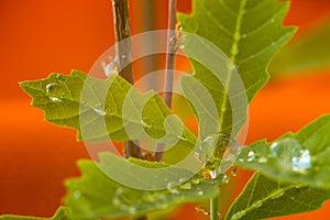 Sprout of oak with raindrops.