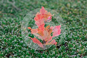 Sprout of oak with red leaves in green bootlicking moss