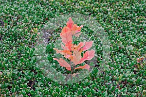 Sprout of oak with red leaves on green bootlicking moss