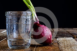 Sprout of onion in water