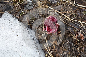 Sprout Paeonia anomala